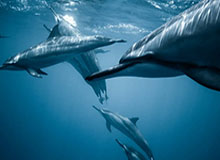 英雄联盟下注-阿森纳球迷赛后高唱chant：现在该相信我们要赢得联赛了